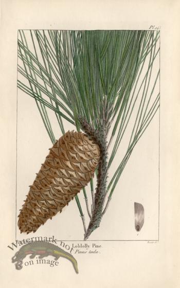 Loblolly Pine